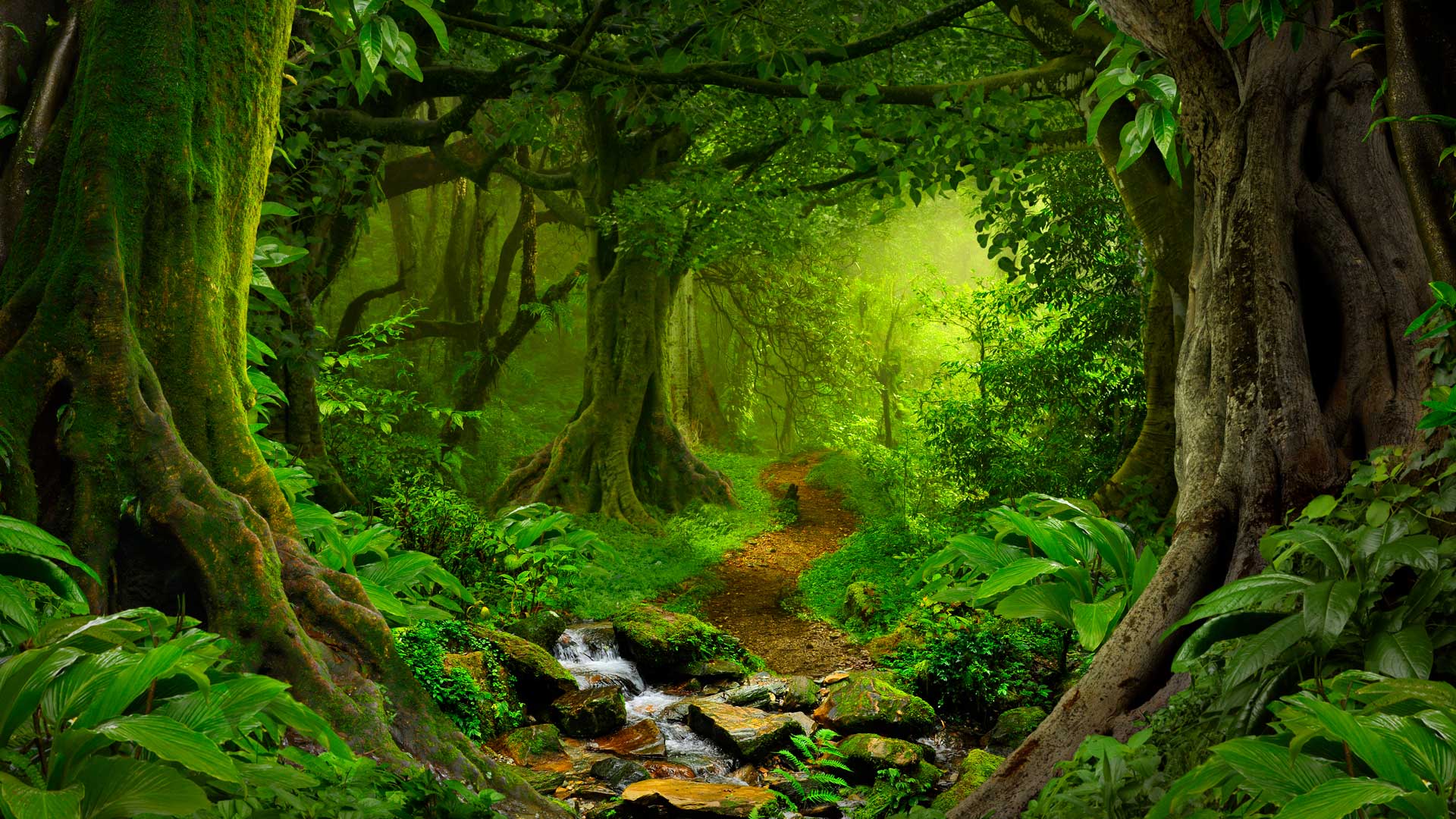 Tropical Rainforests - Rainforest Layers - Biodiversity - Flocabulary